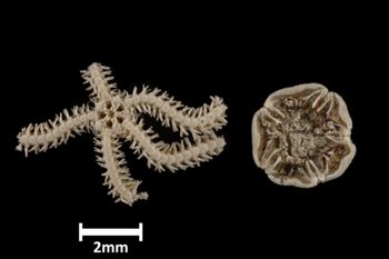 Media type: image;   Invertebrate Zoology OPH-1451 Description: Top of brittle star with a view of the disc, disc separate from arms;  Aspect: ventral